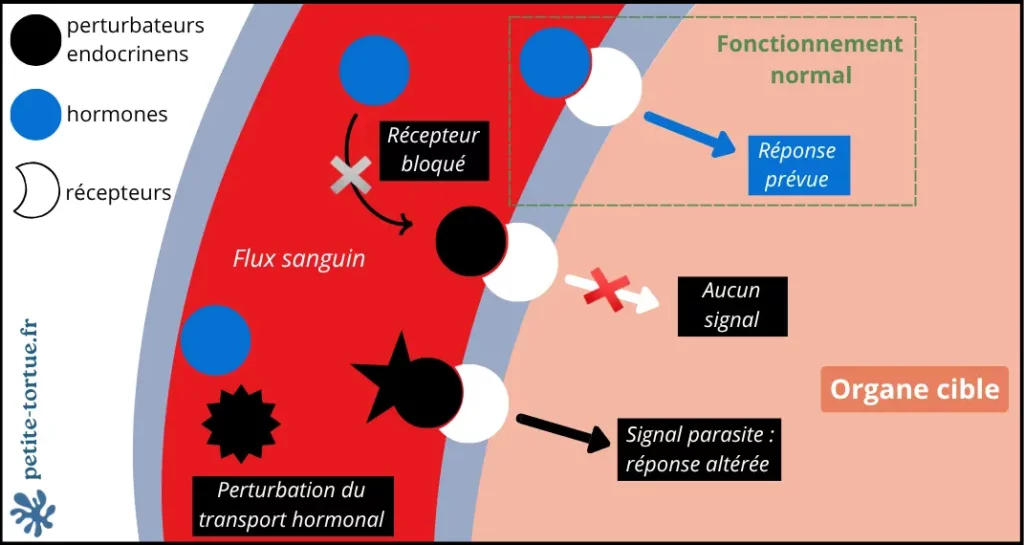 fonctionnement perturbateurs endocriniens