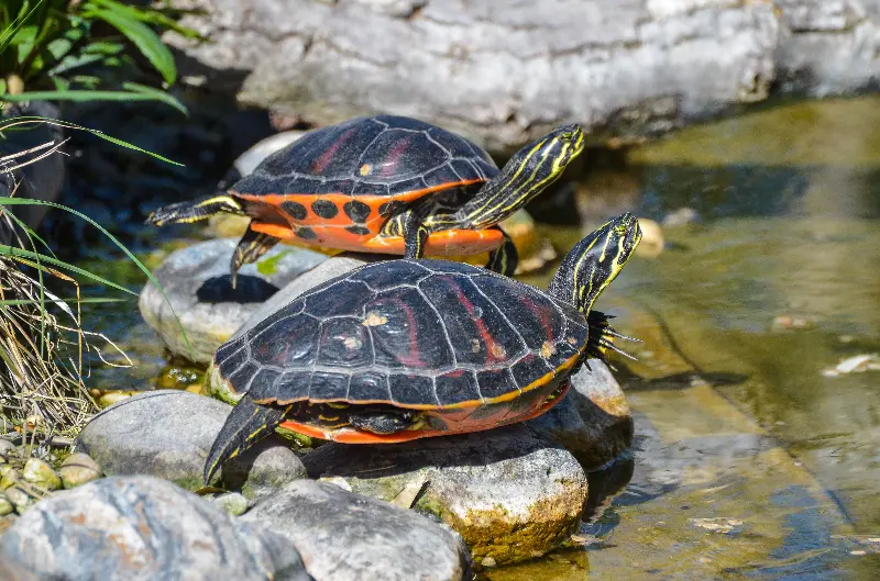 tortues terrestres