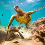« Petite Tortue » : quelle signification ?