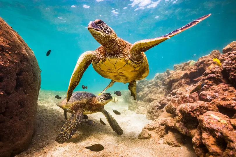 « Petite Tortue » : quelle signification ?